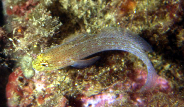 Gobius xanthocephalus
