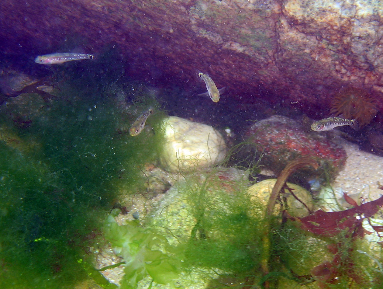 Gobiusculus flavescens
