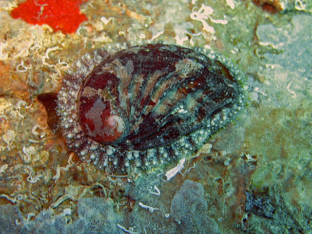 Haliothis lamellosa