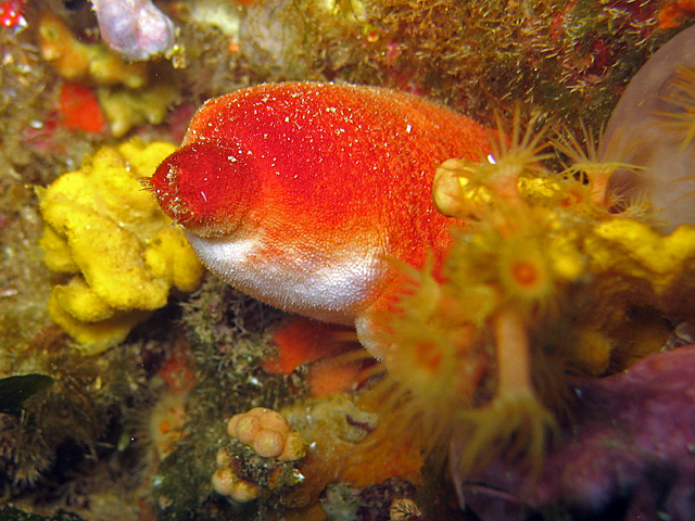 Halocynthia papillosa