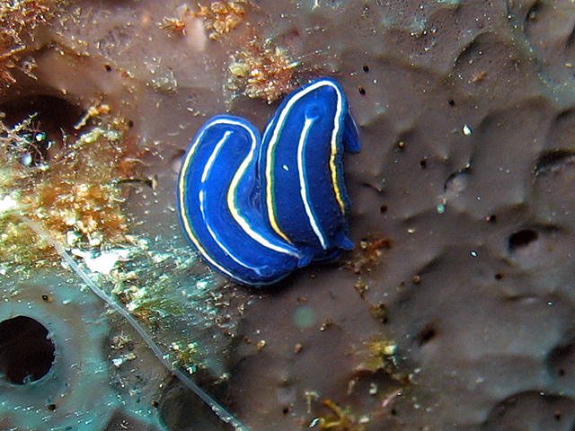 Hypselodoris orsinii