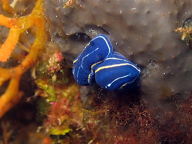Hypselodoris orsinii