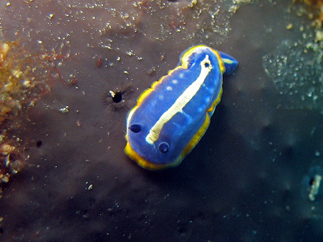 Hypselodoris tricolor