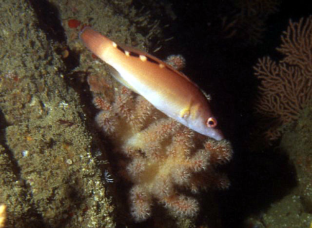 Labrus bimaculatus