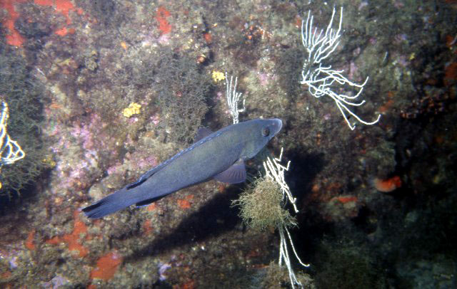 Labrus merula
