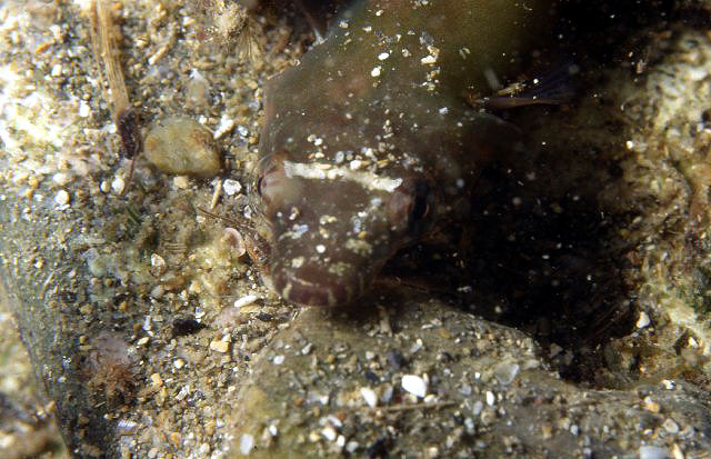 Lepadogaster candollei