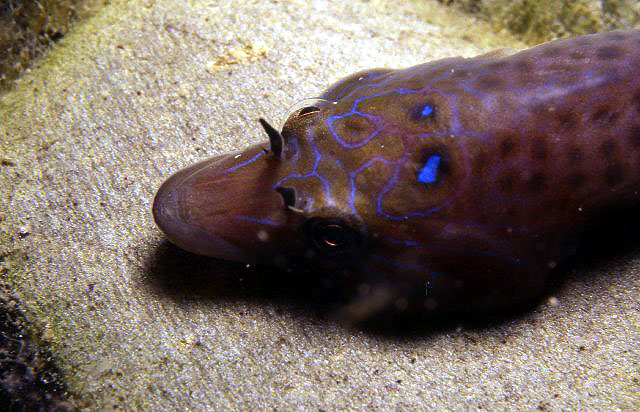 Lepadogaster lepadogaster