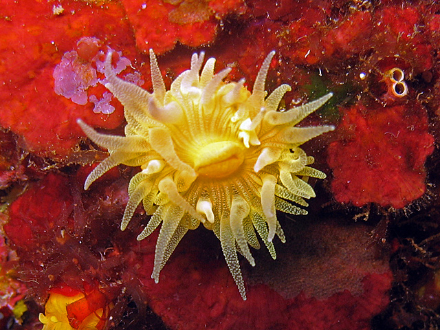 Leptopsammia pruvoti