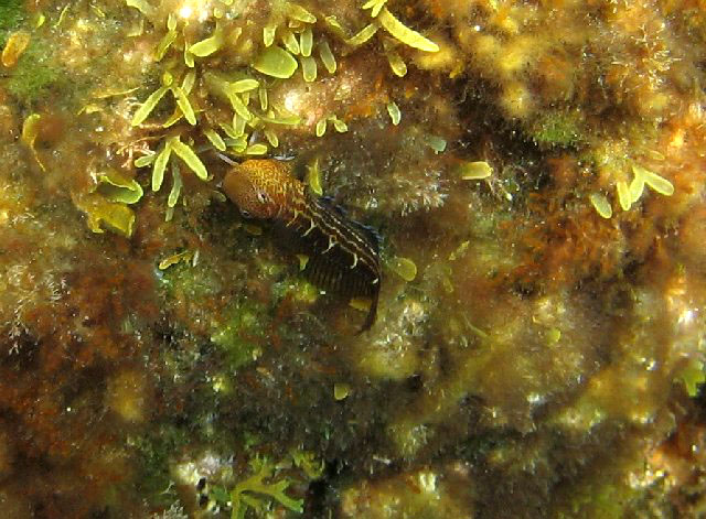 Lipophrys canevai
