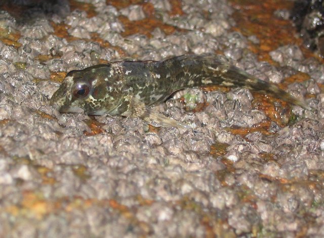 Lipophrys pholis