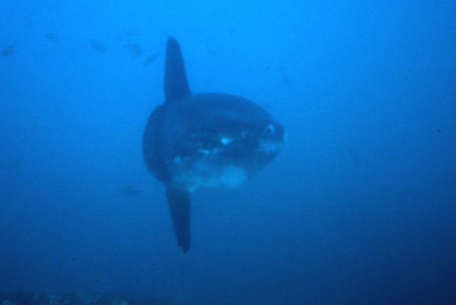 Mola mola