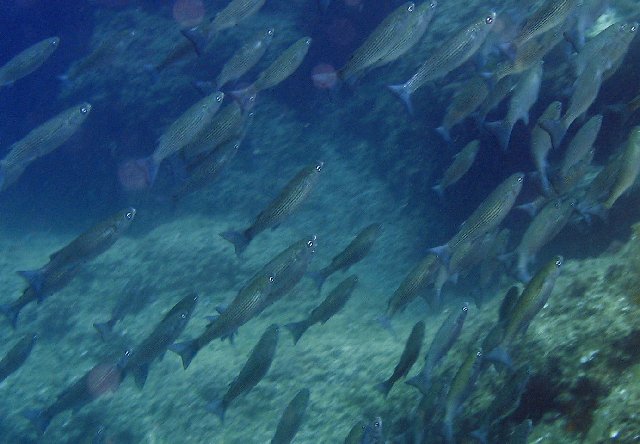 Mugil labeo