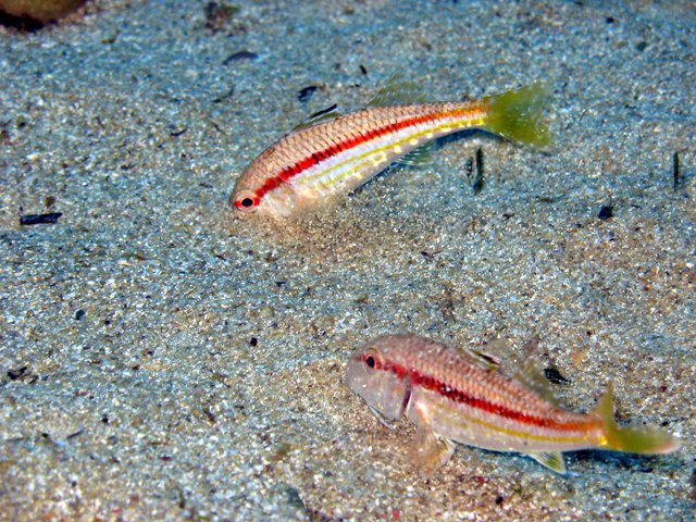 Mullus surmuletus
