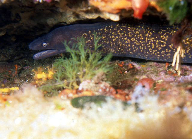 Muraena helena