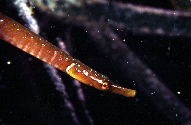 Nerophis lumbriciformis