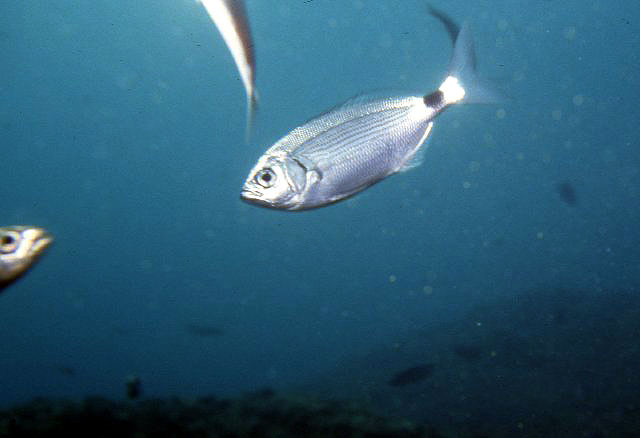 Oblada melanura