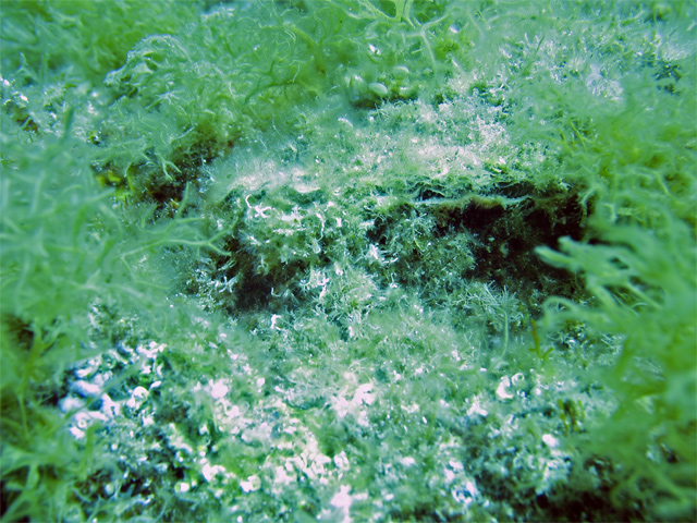 Ostrea edulis