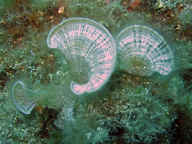 Padina pavonica