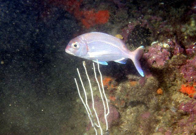 Pagellus erythrinus