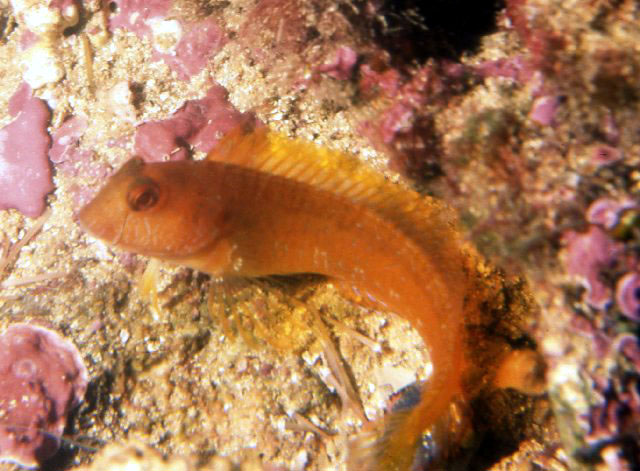 Parablennius pilicornis