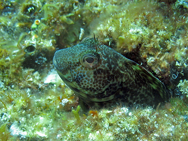 Parablennius pilicornis