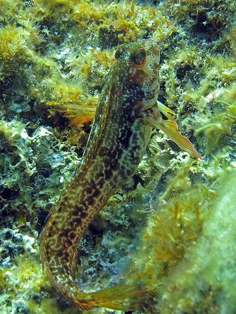 Parablennius pilicornis