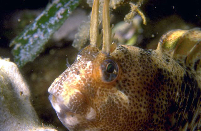 Parablennius tentacularis