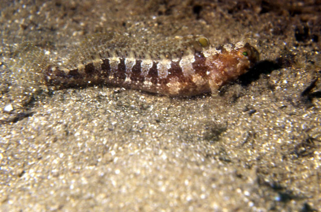 Parablennius tentacularis
