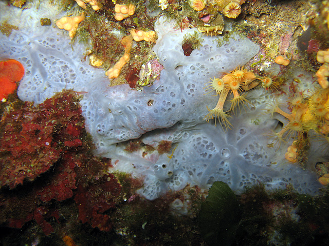 Phorbas tenacior et Parazoanthus axinellae