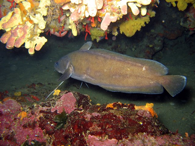 Phycis phycis