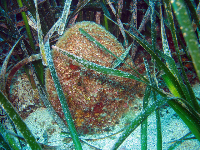 Pinna nobilis