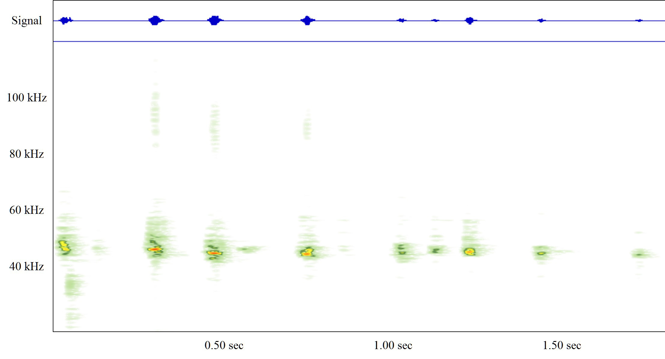 Spectrogramme de la pipistrelle commune (Pipistrellus pipistrellus)