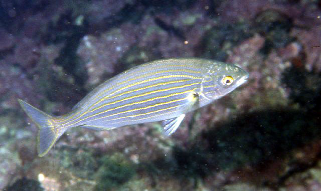 Sarpa salpa