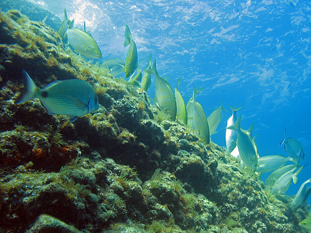 Sarpa salpa