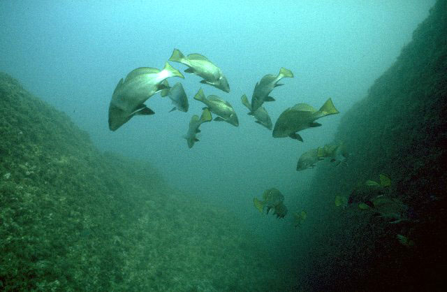 Corvina nigra