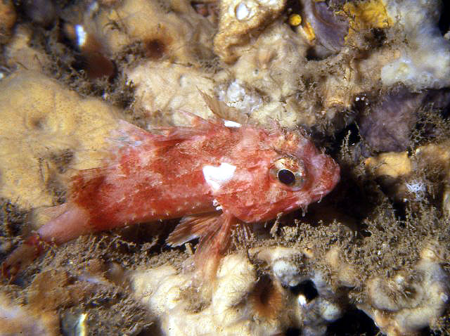 Scorpaena notata