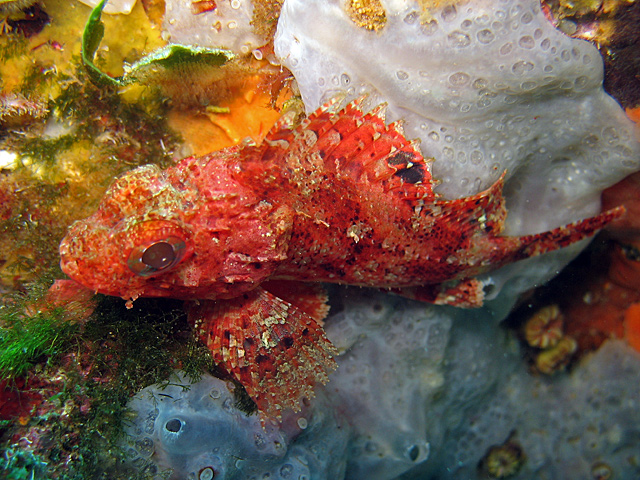 Scorpaena notata