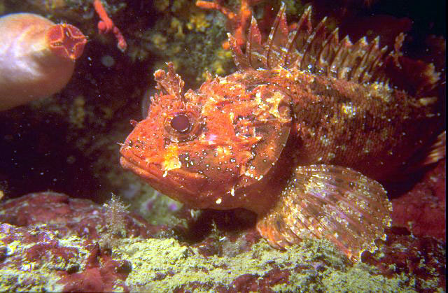 Scorpaena porcus