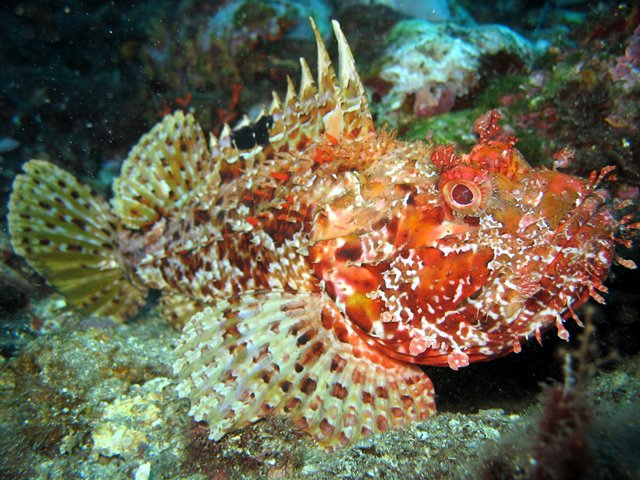 Scorpaena_scrofa