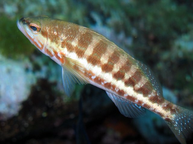 Serranus cabrilla