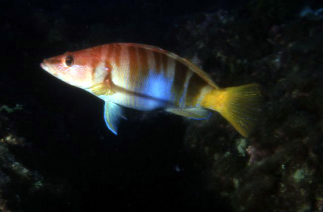 Serranus scriba