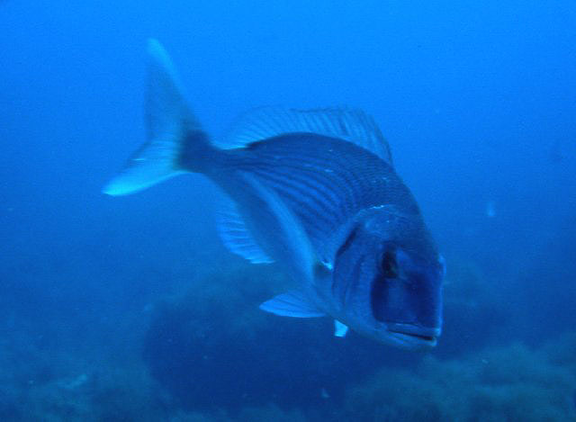 Sparus auratus