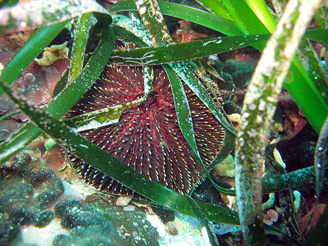 Sphaerechinus granularis