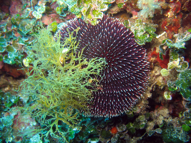 Sphaerechinus granularis