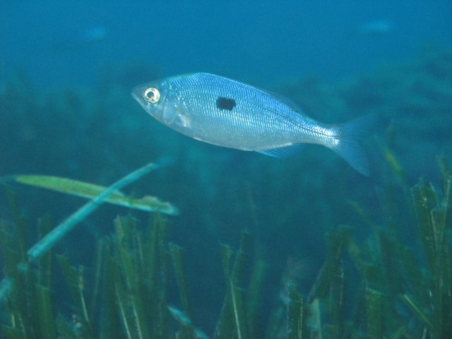 Spicara maena
