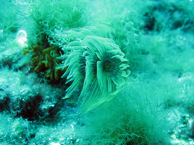 Spirographis spallanzanii