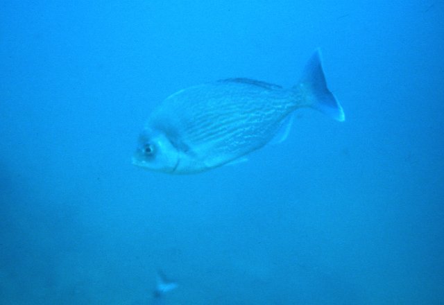 Spondyliosoma cantharus