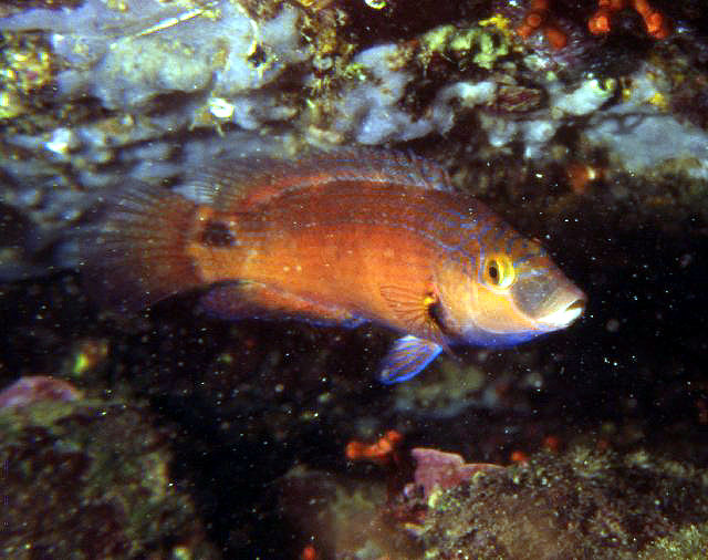 Symphodus mediterraneus