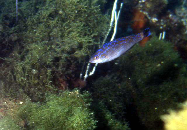 Symphodus melanocercus
