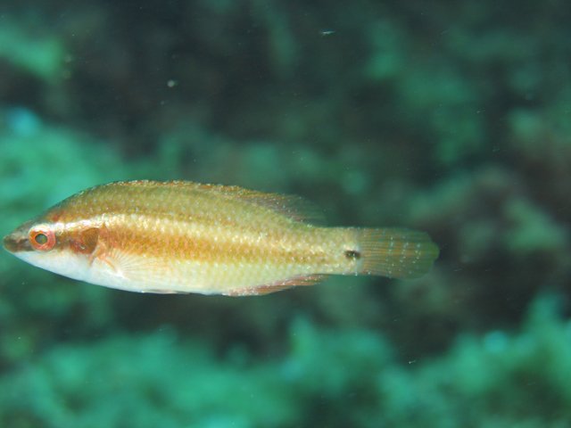Symphodus ocellatus